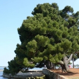 Kako uzgajati ukrasni bor